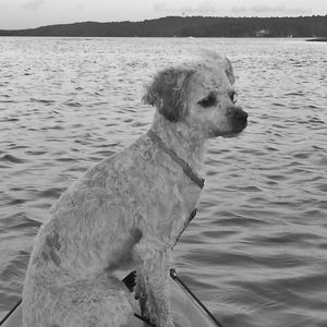 Meet your Posher, Pat